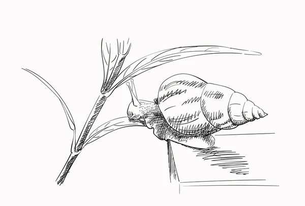 Schets Van Slak Kruipen Plant Hand Getekend Illustratie — Stockvector