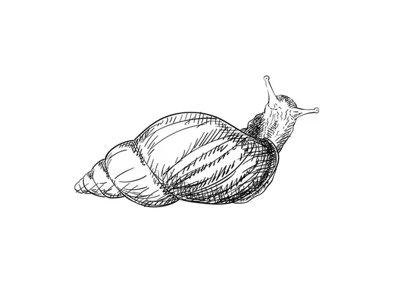 Croquis Vue Escargot Haut Isolé Sur Blanc Illustration Dessinée Main — Image vectorielle