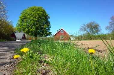 Helsingborg, İsveç - 5 Mayıs 2018: Büyük bir kestane ağacının altındaki tipik kırmızı ev manzaralı karahindibalar arka planda güneşli bir günde Helsingborg 'un kuzeyindeki Ecokidz anaokulu binası.