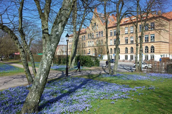 Helsingborg Suecia Abril 2018 Maravillosa Alfombra Pequeñas Flores Azules Parque — Foto de Stock