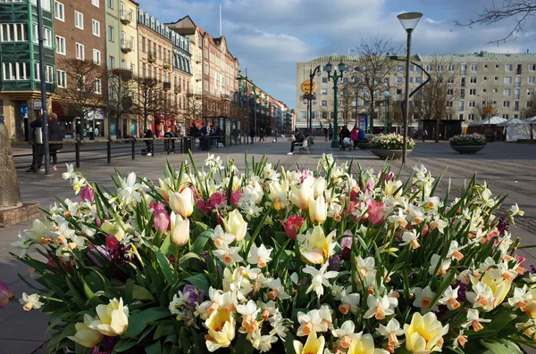 Helsingborg Suécia Abril 2018 Maravilhoso Canteiro Flores Tulipa Rua Sodergatan — Fotografia de Stock