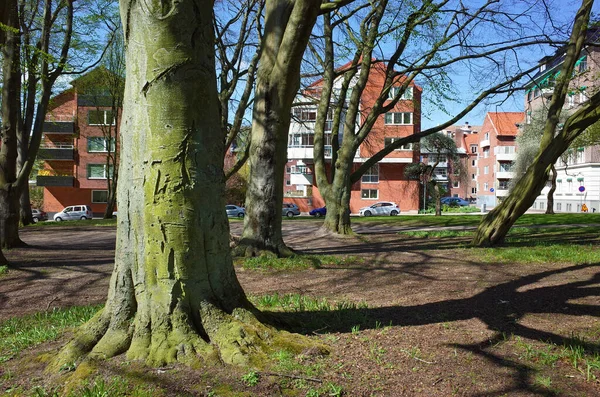 Helsingborg Suécia Maio 2018 Troncos Verdes Árvores Velhas Com Líquen — Fotografia de Stock