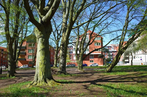 Helsingborg Suécia Maio 2018 Troncos Verdes Árvores Velhas Com Líquen — Fotografia de Stock