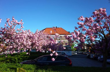 Helsingborg, İsveç - 07 Mayıs 2018: İlkbaharda şehrin otoparkında ağaçta kiraz çiçeği açan kiraz çiçekleri
