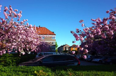 Helsingborg, İsveç - 07 Mayıs 2018: İlkbaharda şehrin otoparkında ağaçta kiraz çiçeği açan kiraz çiçekleri