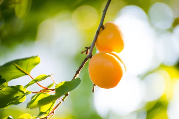 Спелые Сладкие Абрикосовые Плоды Ветке Среди Зеленых Листьев Теплый Солнечный — стоковое фото