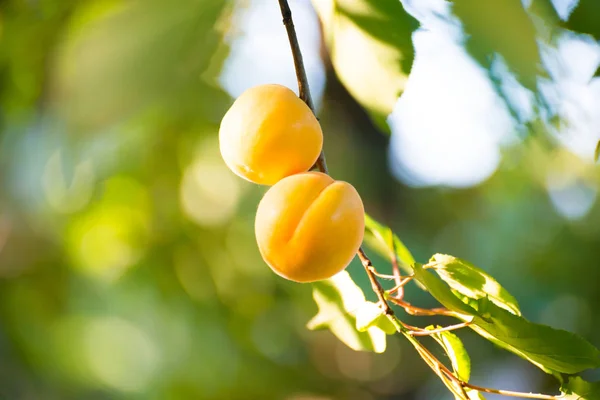 Olgun Tatlı Kayısı Meyve Dalı Yeşil Arasında Sıcak Güneşli Gün — Stok fotoğraf