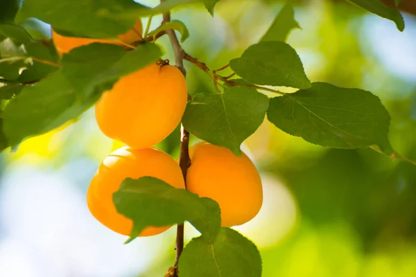 Olgun Tatlı Kayısı Meyve Dalı Yeşil Arasında Sıcak Güneşli Gün — Stok fotoğraf