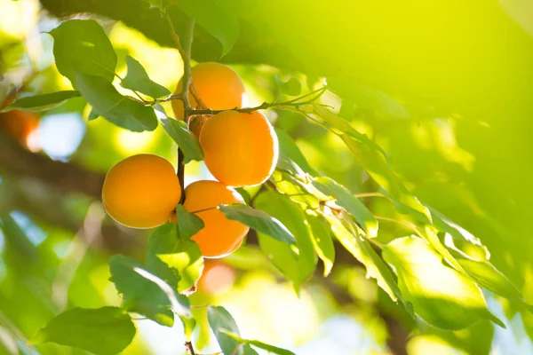 Спелые Сладкие Абрикосовые Плоды Ветке Среди Зеленых Листьев Теплый Солнечный — стоковое фото