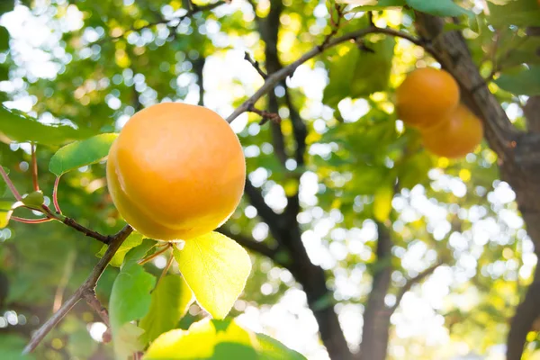 Maturare Dolci Frutti Albicocca Sul Ramo Tra Foglie Verdi Caldo — Foto Stock