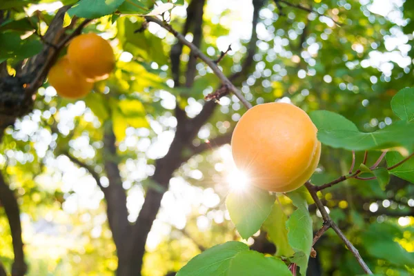 Frutas Maduras Albaricoque Dulce Rama Entre Hojas Verdes Cálido Día — Foto de Stock