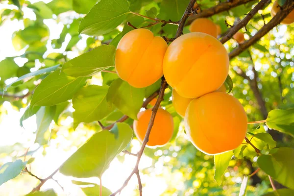Dojrzałe Słodkie Owoce Moreli Gałęzi Wśród Zielonych Liści Ciepły Słoneczny — Zdjęcie stockowe