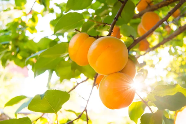 在温暖的阳光明媚的日子 在绿叶间树枝上成熟的甜杏果实 — 图库照片
