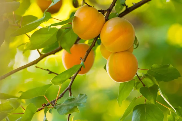 Reife Süße Aprikosenfrüchte Zweig Zwischen Grünen Blättern Warmen Sonnigen Tagen — Stockfoto