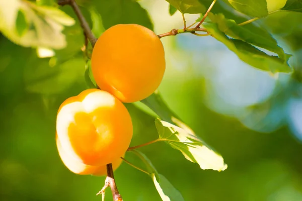 Dojrzałe Słodkie Owoce Moreli Gałęzi Wśród Zielonych Liści Ciepły Słoneczny — Zdjęcie stockowe