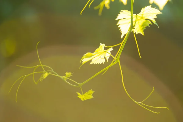 Jeune Vigne Sur Fond Vert Flou Sous Soleil Éclatant Rayons — Photo