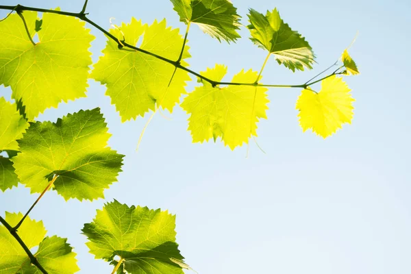 Jeune Vigne Sur Fond Ciel Bleu Dans Les Rayons Soleil — Photo