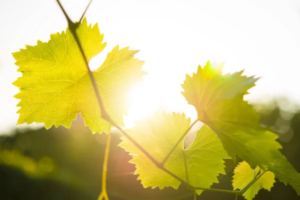 Jeune Vigne Sur Fond Lumineux Dans Les Rayons Soleil Lumineux — Photo