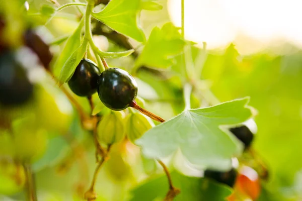 Närbild Bild Mogna Svarta Vinbär Växer Trädgården — Stockfoto