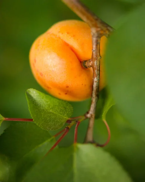 Reife Süße Aprikosenfrüchte Zweig Zwischen Grünen Blättern Warmen Sonnigen Tagen — Stockfoto