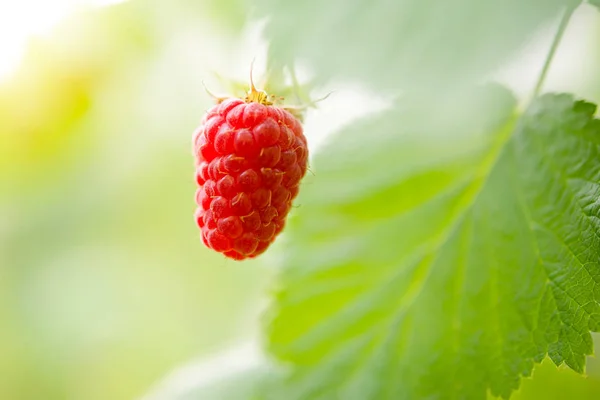 Décryptages Image Framboise Mûre Rouge Qui Pousse Dans Jardin — Photo