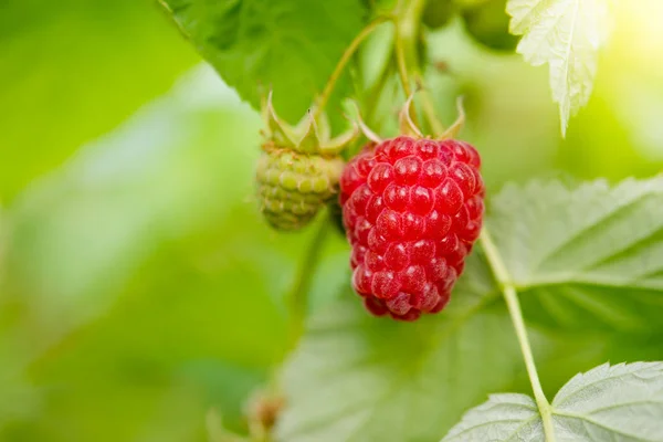 Décryptages Image Framboise Mûre Rouge Qui Pousse Dans Jardin — Photo