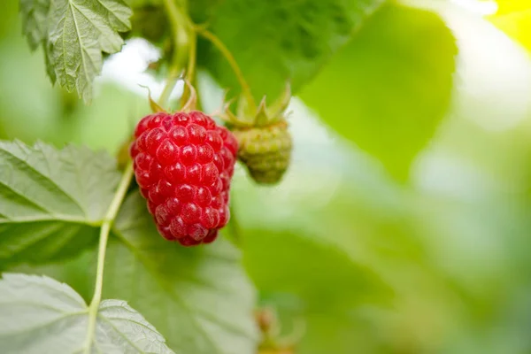 Décryptages Image Framboise Mûre Rouge Qui Pousse Dans Jardin — Photo