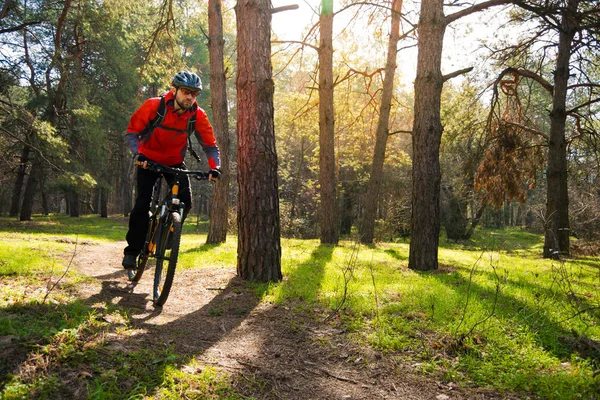 Cyclist Riding Mountain Bike Trail Beautiful Pine Forest Sun Adventure — Stock Photo, Image