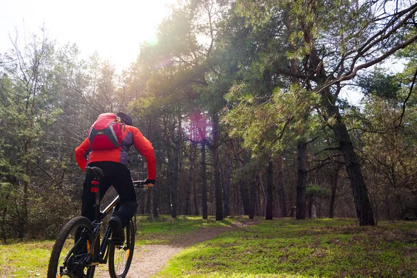 Cyclist Riding Mountain Bike Trail Beautiful Pine Forest Sun Adventure — Stock Photo, Image