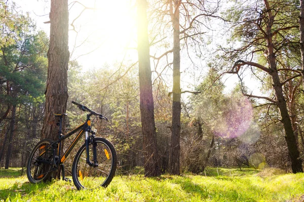 夏日小径上的山地自行车 位于美丽的松树林中 阳光下 冒险与骑自行车的概念 — 图库照片
