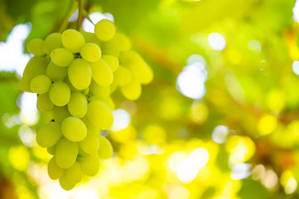 Décryptages Image Une Grappe Mûre Raisins Blancs Sur Vigne — Photo