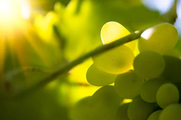 Décryptages Image d'une grappe mûre de raisins blancs sur vigne — Photo