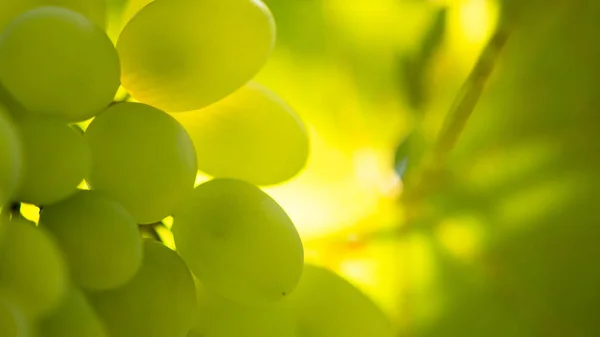 Närbild bild av mogna Bunche av de vita vindruvor på Vine — Stockfoto