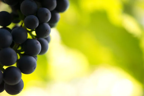 Blízká podoba zralých Bunšových hroznů z červeného vína na révě — Stock fotografie