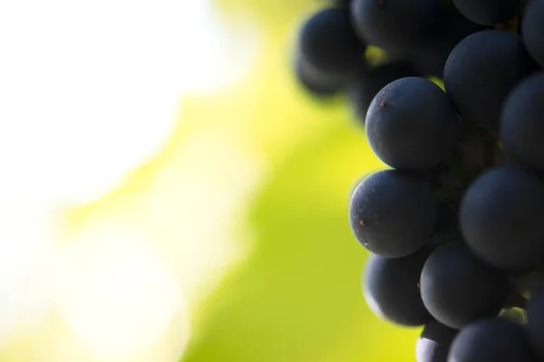 Décryptages Image d'une grappe mûre de raisins rouges sur vigne — Photo