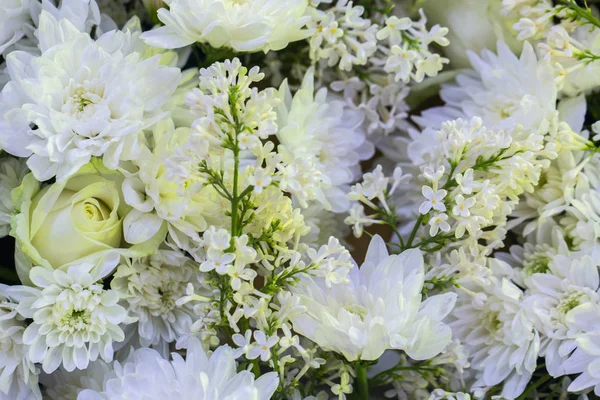 Hermosas variedades pequeñas de crisantemo Axima Blanco, tonificado — Foto de Stock