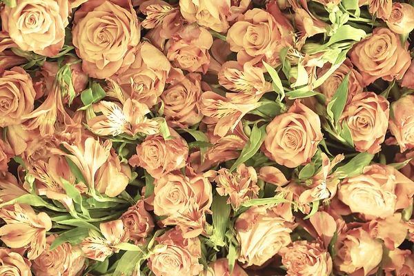 Rosas Delicadas Suaves Como Fondo Neutro Horizontal — Foto de Stock
