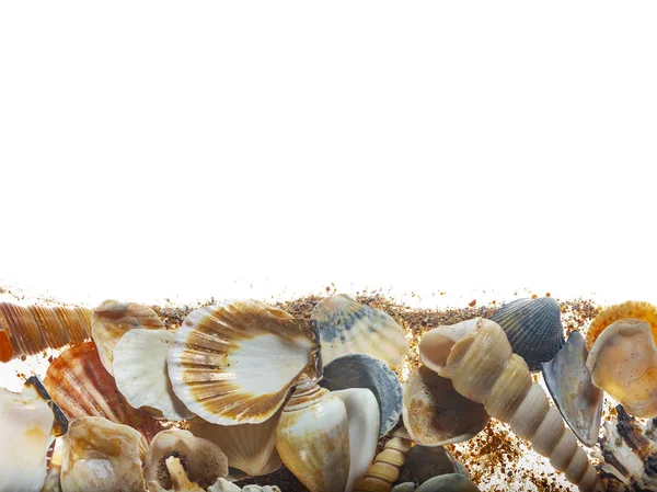 Muscheln Auf Isoliertem Weißem Hintergrund — Stockfoto