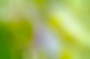 Doğal yeşil arkaplan bulanık.