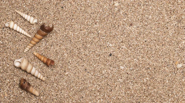 Muscheln Auf Sand Sommer Strand Hintergrund Ansicht Von Oben — Stockfoto