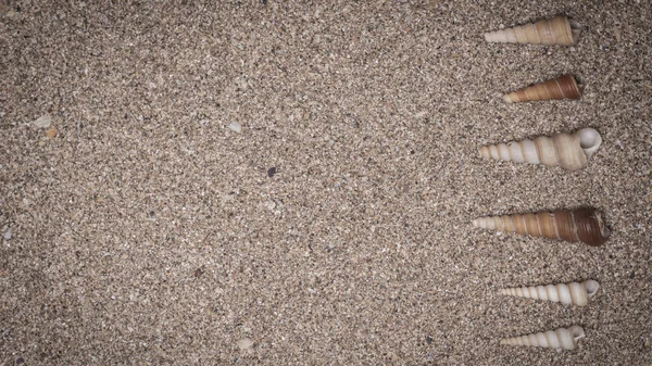 Muscheln Auf Sand Sommer Strand Hintergrund Ansicht Von Oben — Stockfoto