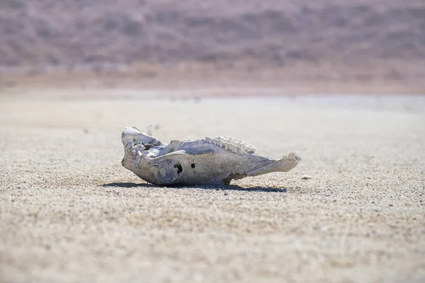 Tierschädel Der Wüste — Stockfoto