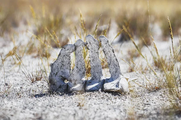 Skelett Eines Toten Pferdes Der Kalmückischen Steppe — Stockfoto