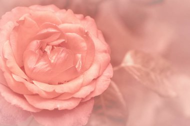 Odaklanmamış gül yaprakları, soyut aşk geçmişi, pastel ve yumuşak çiçek kartı.