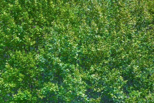 Outdoor close up view of plane tree foliage lighted during a sunset. Top of sycamore branches, Platanaceae family, during summer. Pattern of simple and alternate green leaves.