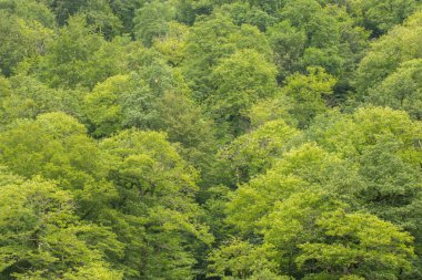 Çam ağaçlarının engebeli dağlarda vahşi orman