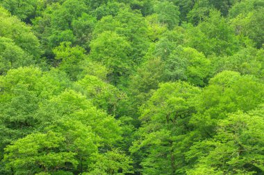 Çam ağaçlarının engebeli dağlarda vahşi orman