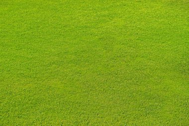 Arka plan için yeşil çim dokusu. Üstten Görünüm fotoğraf