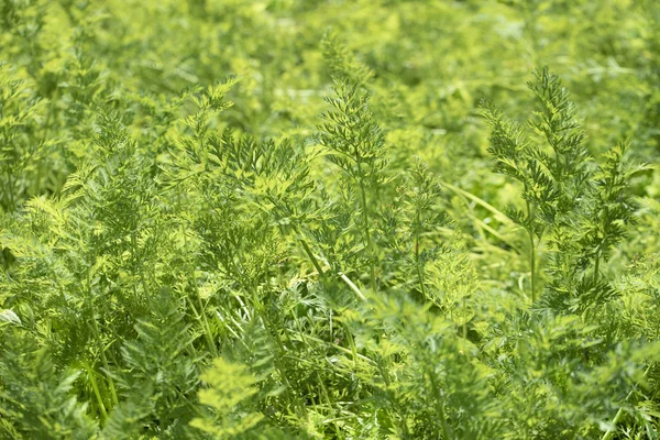 Folhas verdes de cenouras jovens no jardim . — Fotografia de Stock