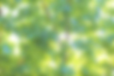 yeşil arka plan bulanık